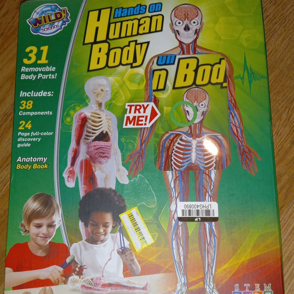 Human body anatomy model kit
